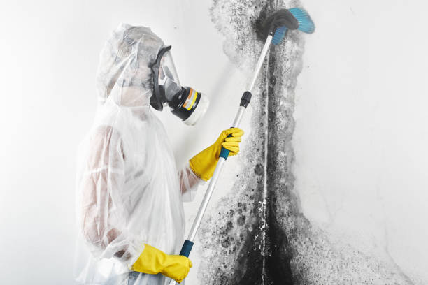 Best Attic Mold Removal  in Choteau, MT