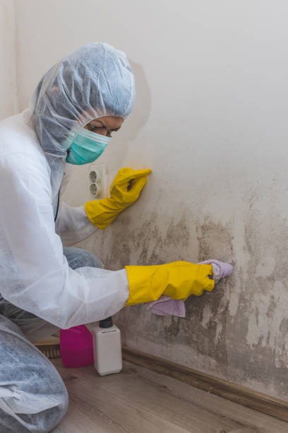 Best Mold Remediation for Healthcare Facilities  in Choteau, MT